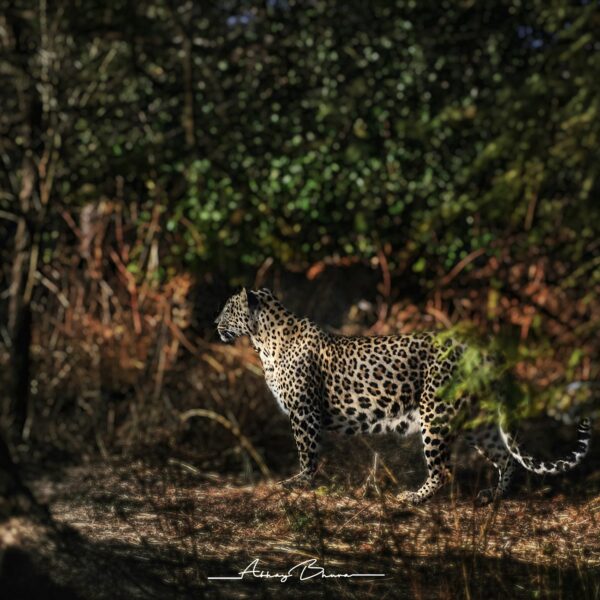 Wildlife Safari in Gujarat : 5D/4N